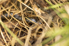Cormocephalus