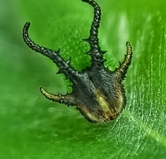 Polyura hebe