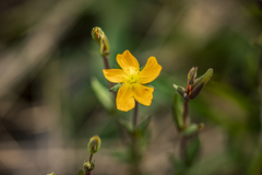 Hypericum gramineum