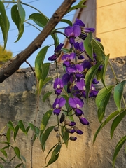 Bolusanthus speciosus