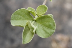 Vangueria parvifolia