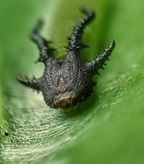 Polyura hebe