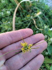 Brassicaceae