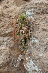 Crassula setulosa