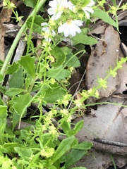Galium gaudichaudii