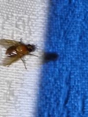 Ormia
