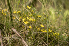 Hibbertia obtusifolia