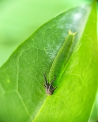 Polyura hebe