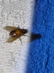 Ormia