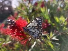 Belenois java teutonia