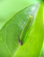 Polyura hebe