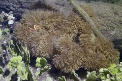 Stichodactyla gigantea