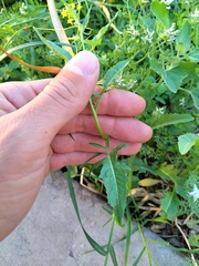Brassicaceae