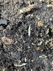 Symphyla