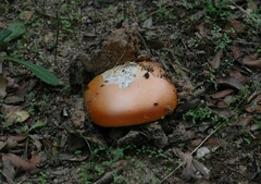 Amanita caesarea