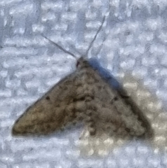 Araeopteron canescens