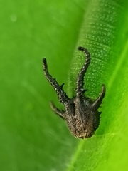 Polyura hebe