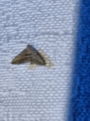 Araeopteron canescens