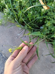 Brassicaceae