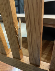 Acanthoxia gladiator