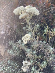 Anaphalis margaritacea