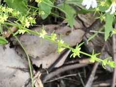 Galium gaudichaudii