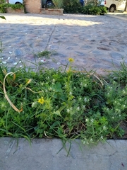 Brassicaceae