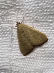 Hypsopygia albidalis