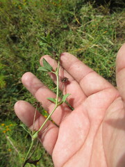 Kummerowia stipulacea