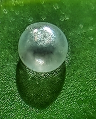 Polyura hebe