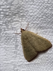 Hypsopygia albidalis