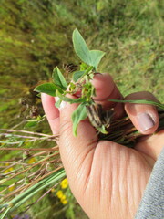 Kummerowia stipulacea