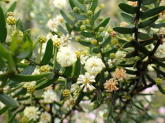 Acacia rupicola