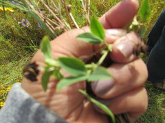 Kummerowia stipulacea