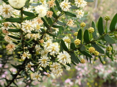 Acacia rupicola