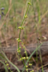 Galium gaudichaudii