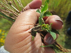 Kummerowia stipulacea