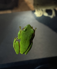 Hyperolius tuberilinguis