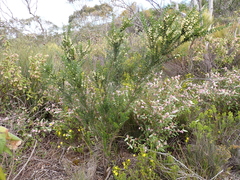 Acacia rupicola
