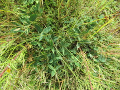 Kummerowia stipulacea