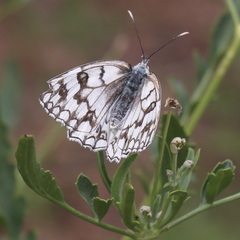 Melanargia russiae