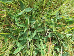 Kummerowia stipulacea