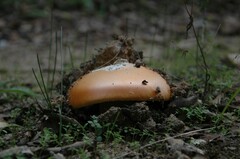 Amanita caesarea