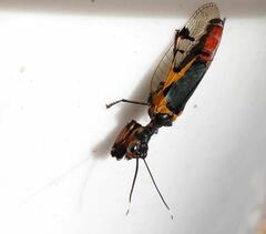 Calomantispa venusta