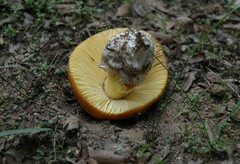 Amanita caesarea