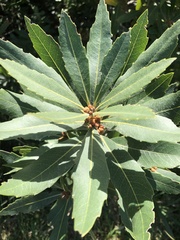 Brabejum stellatifolium