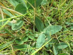 Kummerowia stipulacea