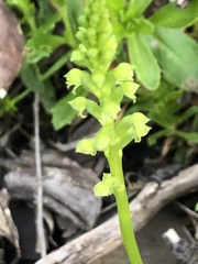 Microtis arenaria