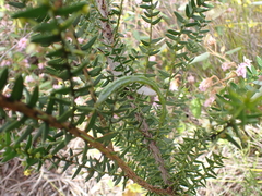 Acacia rupicola