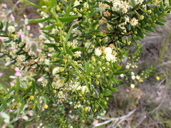 Acacia rupicola
